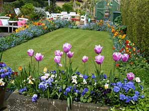lawn and tulips