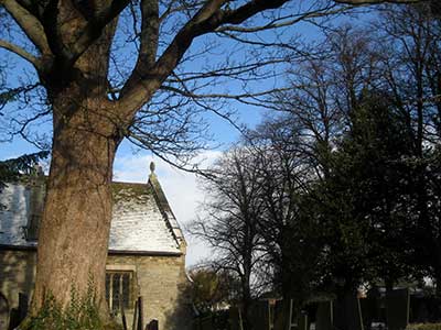 Trees at Church