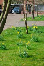 daffodils on Newberry