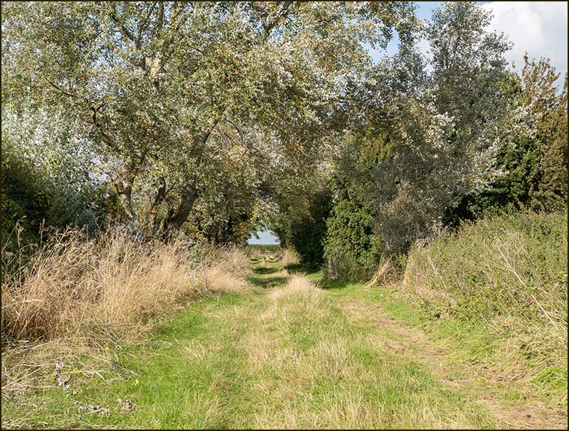Meadow Lane Walk