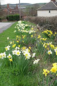 Daffodils in April