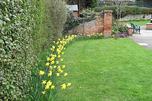 Daffodils in April