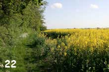 Path beside field