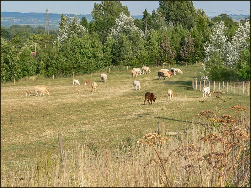 Cows grazing in field opposite Lime Kiln Inn in 2005