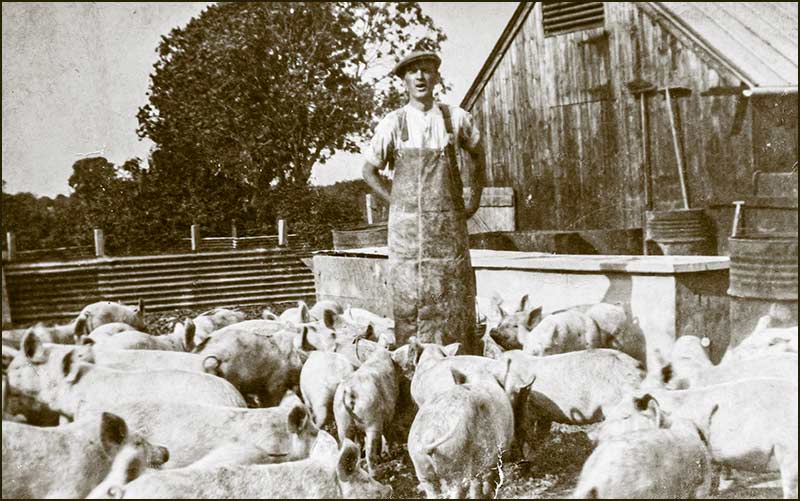 Claude with pigs in 1939