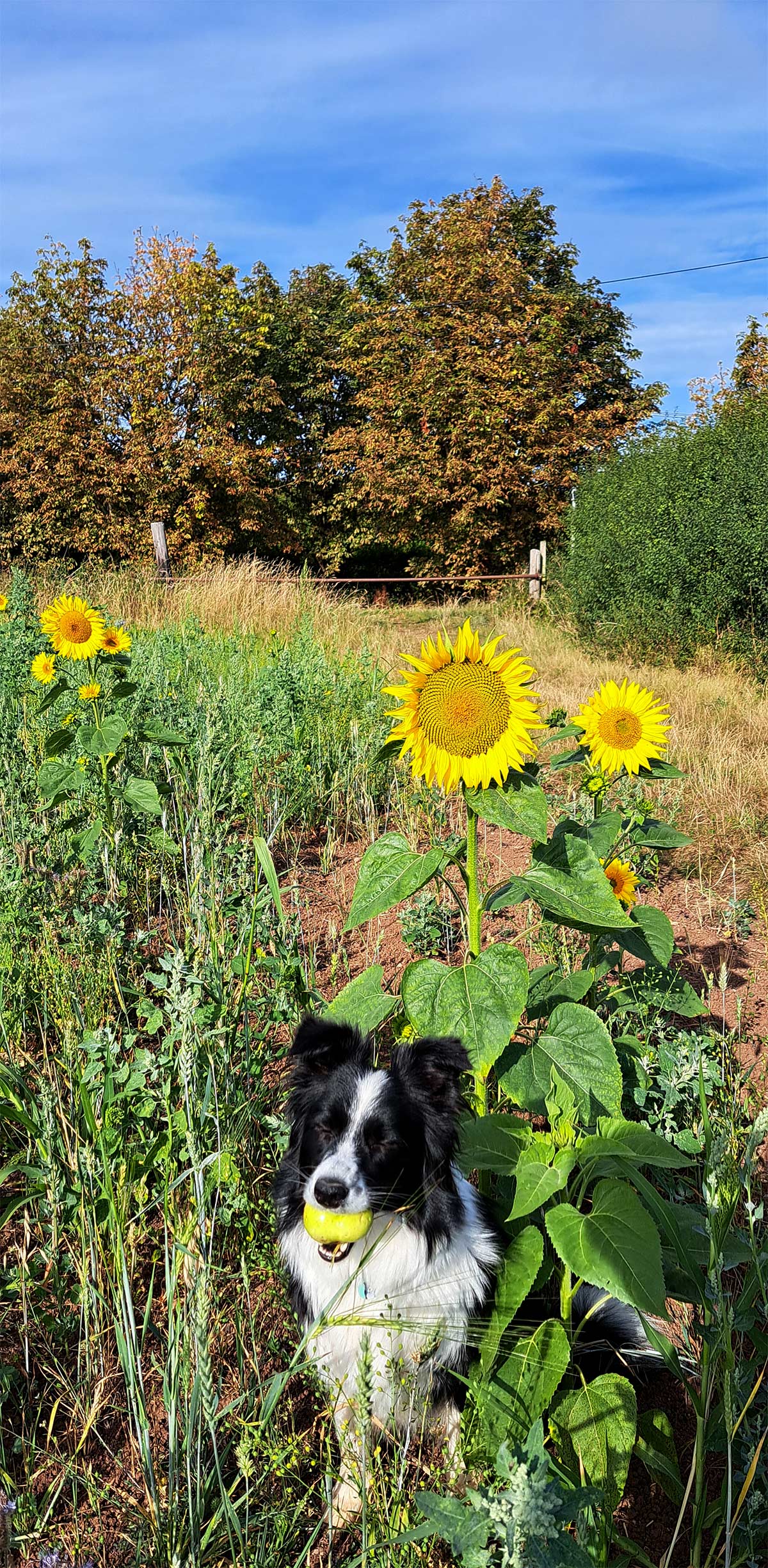 Sunflower