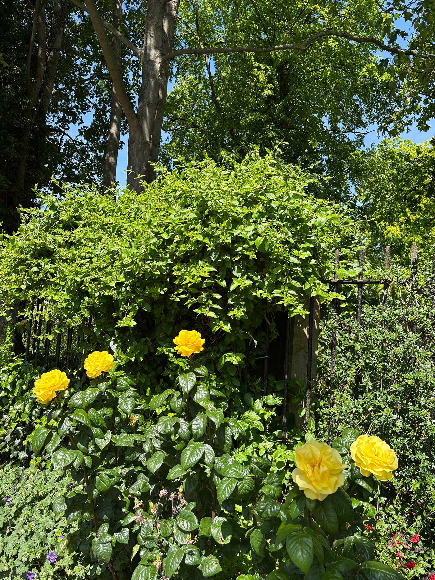 Gardens