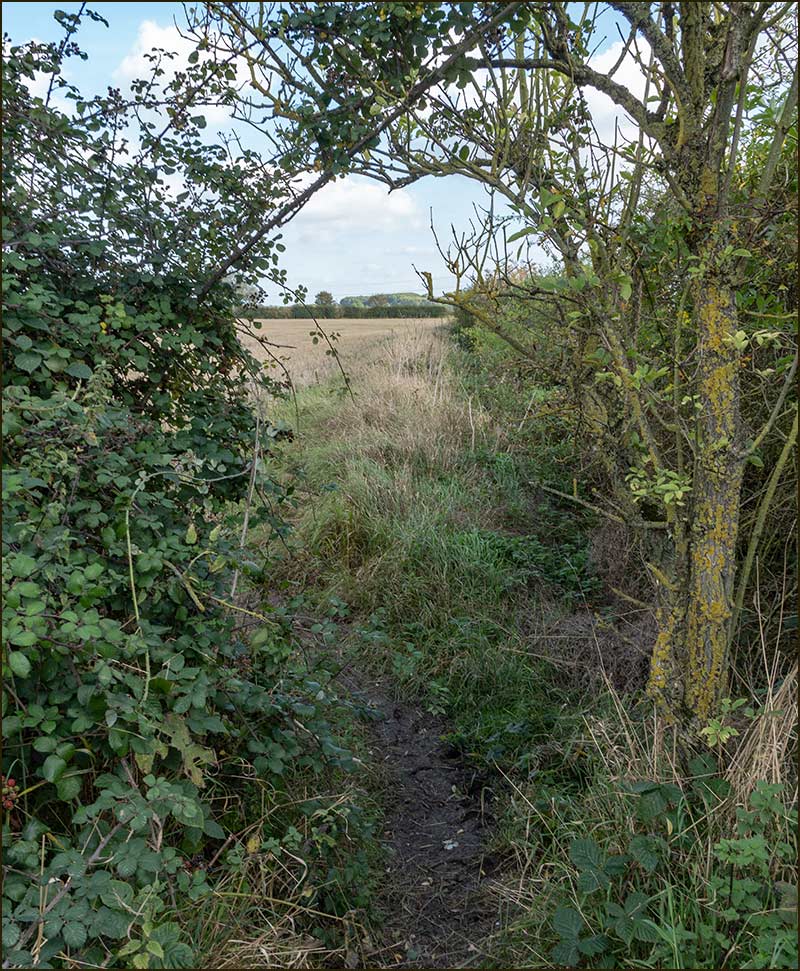 Meadow Lane Walk